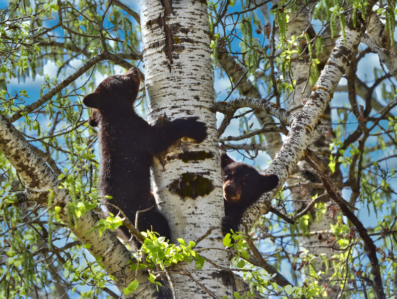 Bear Cubs in Tree by Darlene Perkin